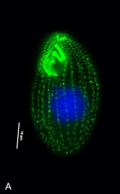 Schemat budowy Tetrahymena thermophila (w/g A. Podgórska, praca magisterska 2009, W.