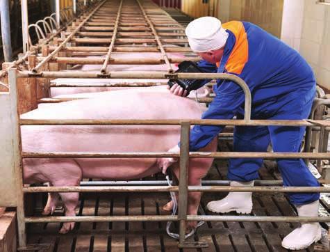 Dodatek witaminy E, selenu organicznego oraz kwasu foliowego poprawia przeżywalność zarodków Produkt przeznaczony dla wysoko produkcyjnych knurów użytkowych.