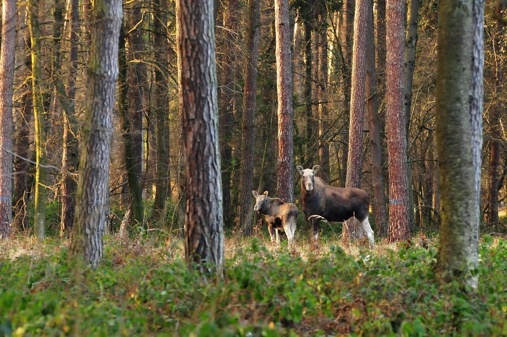 wszystkie gatunki kaczek i gęsi: lis (Vulpes vulpes), jenot (Nyctereutes procyonoides), borsuk (Meles meles), kuna leśna (Martes martes), tchorz zwyczajny (Mustela putorius), piżmak (Ondatra