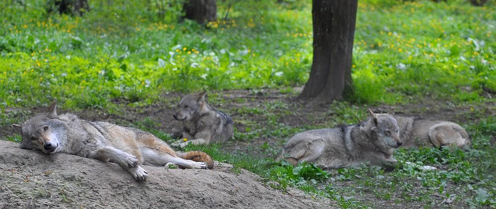 Fot. 4. Wilk (Canis lupus) (fot. K.