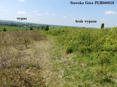 kserotermicznych (99%) w kontekście pierwszego odrostu charakteryzował się wypas majowy (fot. 3) [Kulik i in. 2016]. Fot. 3. Efekty wypasu na murawie kserotermicznej, rezerwat Stawska Góra 2015 (fot.