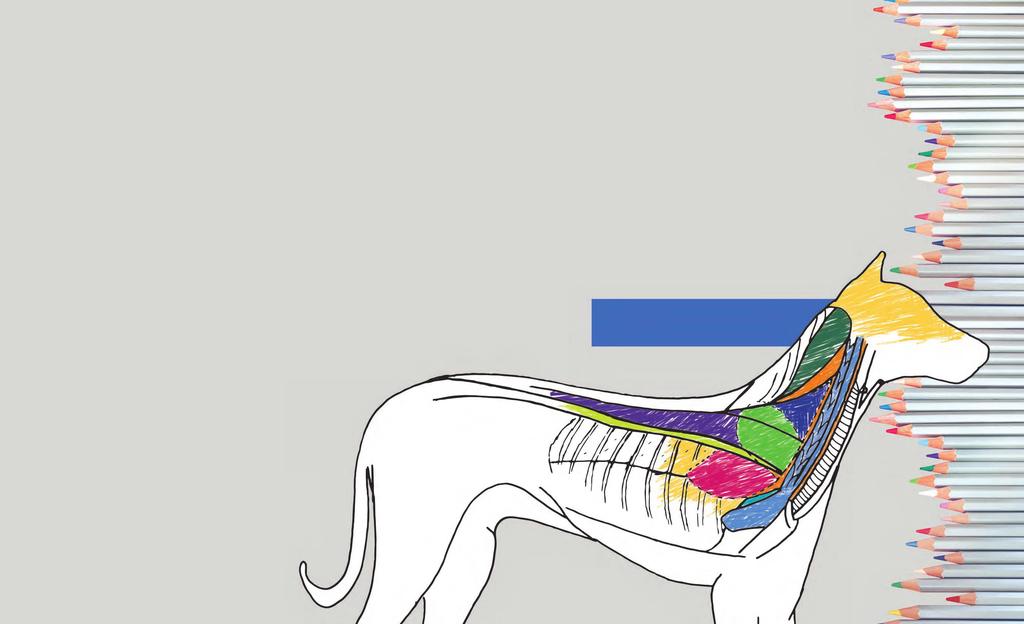 Purzyc-Anatomiazwierzat_purzyc 2017-03-02 00:40 Page 4 ANATOMIA ZWIERZĄT H. PURZYC Podręcznik Anatomia zwierząt do kolorowania.
