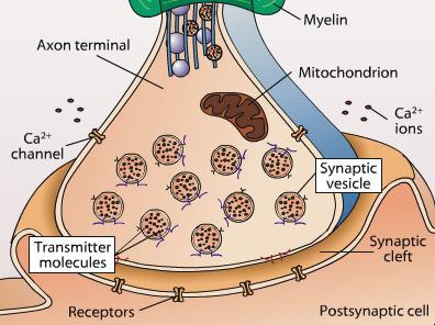 końcówka aksonu osłonka mielinowa mitochondrium kanał Ca 2+