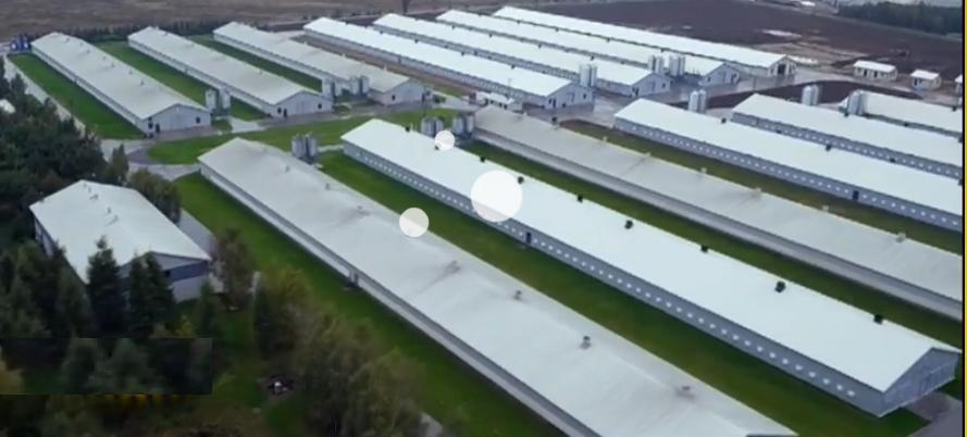 Tak wygląda jedna ferma drobiu Żródło: