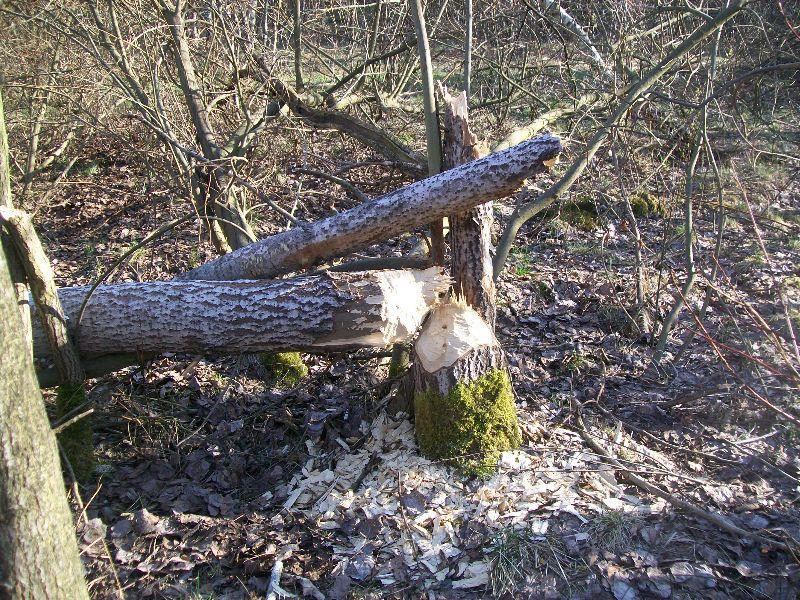 Przedmiotem ochrony są gatunki zwierząt Bóbr (na zdjęciu ślady działalności)