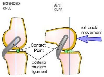 dwiema kośćmi średnia translacja kłykcia przyśrodkowego 2mm średnia translacja kłykcia bocznego - 21mm Medial pivot rotacja piszczeli względem uda (oś obrotu znajduje się na przecięciu najbardziej