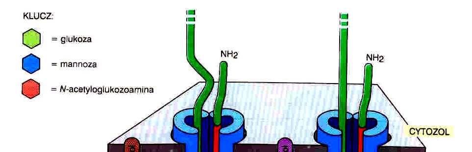 N-glikozylacja białek transferaza