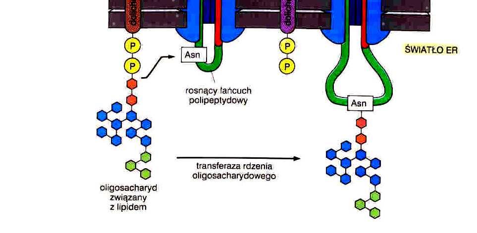 łańcuch białkowy oligosacharyd