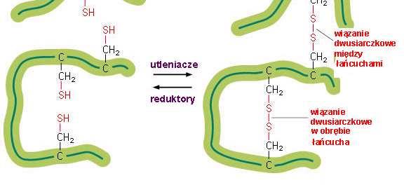 ER - tworzenie wiązań dwusiarczkowych utlenienie par reszt cysteinowych -