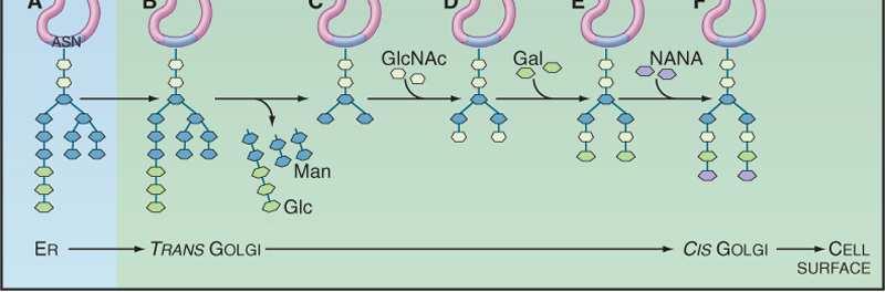 Aparat Golgiego -funkcje modyfikacje reszt cukrowych glikoprotein i glikolipidów wiązanie N-glikozydowe: -Asn- 14 cukrowy