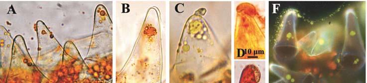 Diversity in the structure of the petal epidermis emitting odorous compounds... 159 Fig. 2.