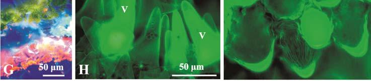 material on the top; after neutral red treatment; F light green autoflurescence of the lipid droplets inside and outside the papillae; G chromoplasts in the conical papillae of the adaxial epidermis