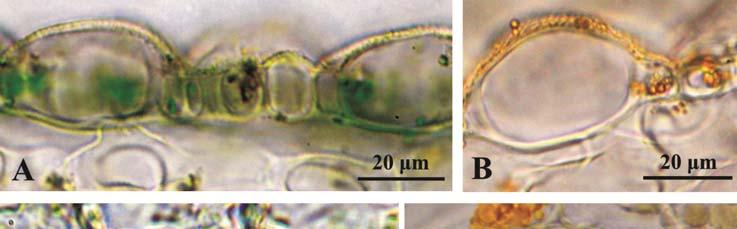 160 E. Weryszko-Chmielewska, A. Sulborska Fig. 3. Cells of the abaxial epidermis of V. wittrockiana cv.
