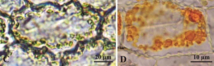 folded walls and chloroplasts on the first day of blooming; D epidermis cell with characteristic ingrowths in the cell walls and chromoplasts in the stage of full blooming; visible greenorange lipid