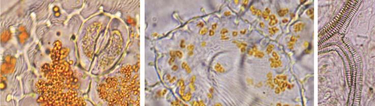 Diversity in the structure of the petal epidermis emitting odorous compounds... 161 Fig. 4. Cells of the abaxial epidermis of V. wittrockiana cv.