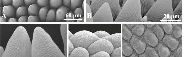 SEM: A, B adaxial epidermis of the petals with numerous papillae; C papillae with