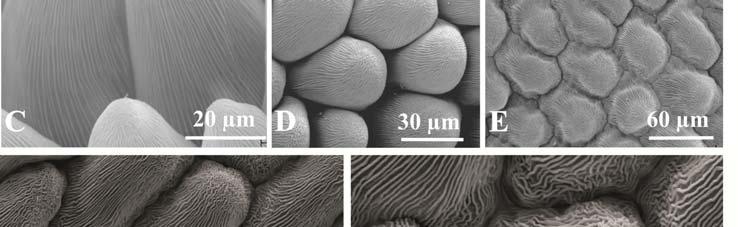 epidermis cells with characteristic cuticular striation Fig. 5.