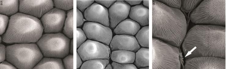 Diversity in the structure of the petal epidermis emitting odorous compounds.