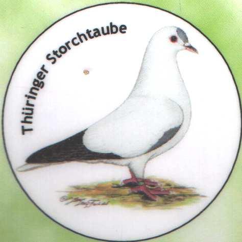 Manfred Uglorz Turyński bocian (EE 457) Thüringer Storchtaube, Cigogne de Thuringe, Thuringian Stork Pigeon Pochodzenie Turyński bocian jak nazwa wskazuje pochodzi z Turyngii.