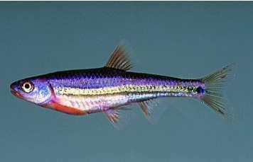 niewielka rybka, o łacińskiej nazwie Notropis chrosomus (sin. Hybopsis chrosomus), która w ostatnim czasie zyskała bardzo dużą popularność wśród hodowców ryb akwariowych.