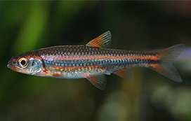 hu/en/notropis-chrosomus Spotyka się ją w wolno płynących wodach i stawach, o żwirowym podłożu, z niewielką ilością wodnych roślin. Są rybkami słodkowodnymi.