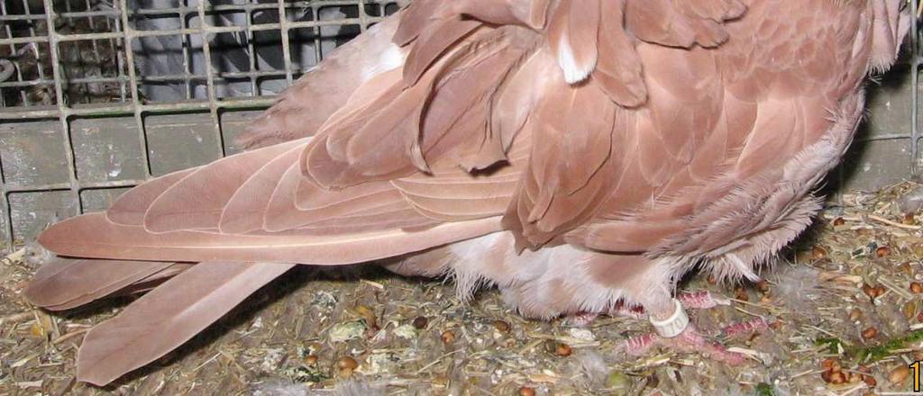 pigeon