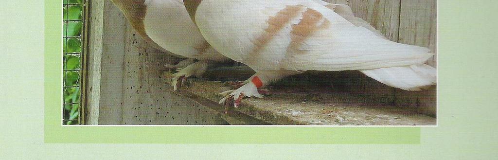 Poczta Szwecji w 2004 roku wprowadziła do obiegu kartę