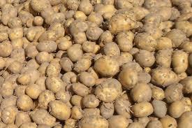 Okopowe (ziemniaki) jako pasza obiętosiowa soczysta Surowych ziemniaków w żywieniu bydła mlecznego raczej nie powinno się stosować, gdyż mają właściwości tuczące.