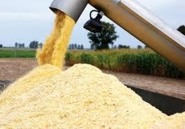 CCM Ziarno kukurydzy zbiera się w momencie, kiedy jego wilgotność niekiedy znacznie przekracza 30 proc.