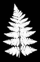 roślin jak: paproć, szeflera, fikus, dracena, jukka, hedera, aeschenanthus, monstera, filodendron, kalatea, frizea, rafidofora, diffenbachia,
