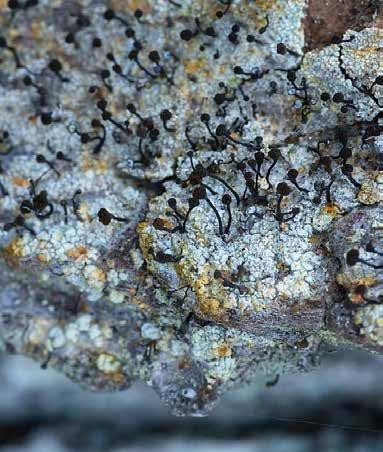 Trzonecznica rdzawa Chaenotheca ferruginea Plecha: skorupiasta, złożona z gruzełków lub ziarenek, szara, z żółtymi i rdzawymi plamami.