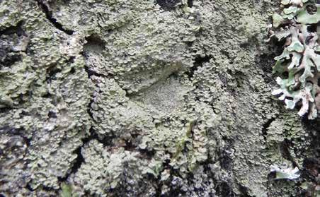9. Paznokietnik ostrygowy Hypocenomyce scalaris Plecha: drobnołuseczkowata, szarawa lub brązowawa.