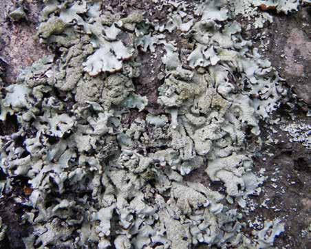 15. Pustułka oprószona Hypogymnia farinacea Plecha: listkowata, tworząca rozetki, podobna do pustułki pęcherzykowatej.