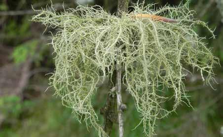25. Brodaczka Usnea sp. Plecha: nitkowata. Gałązki zielonawe, ± obłe, nieregularnie rozgałęzione.