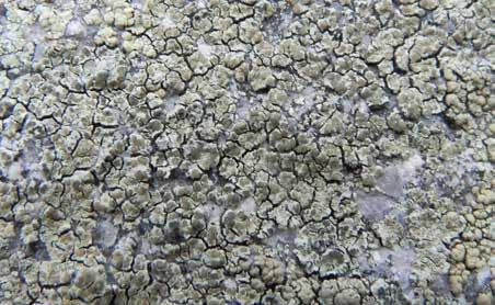 32. Misecznica skupiona Lecanora intricata Plecha: skorupiasta, dość gruba, areolkowana i często prawie łuseczkowata na