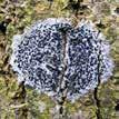 36. Krążniczka stopiona Lecidea confluens 54 37. Kamusznik większy Porpidia macrocarpa 55 38. Szereria brunatnoszara Schaereria fuscocinerea 56 39.