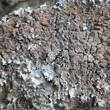 Tarczownica skalna Parmelia saxatilis Plecha: listkowata, szara, rozetkowata lub nieregularna.