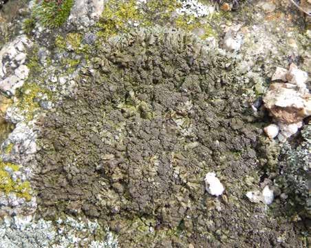 52. Żełuczka brodawkowata Xanthoparmelia verruculifera Plecha: listkowata, tworząca rozetki, brunata, gładka i lśniąca.