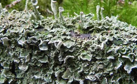 71. Chrobotek strojny Cladonia bellidiflora 70.