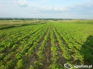 https://www. Siew soi powinien niebawem się rozpocząć, ale pogoda w tym roku nie dopisała. Źródło zdjęcia Agrofoto.