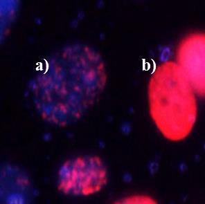 W wyniku nałożenia dwóch wybarwień łańcuchy DNA widoczne są na pozyskiwanych obrazach fluorescencyjnych jako obszary świecące barwą niebieską, natomiast ogniska podwójnych pęknięć DNA odpowiadają