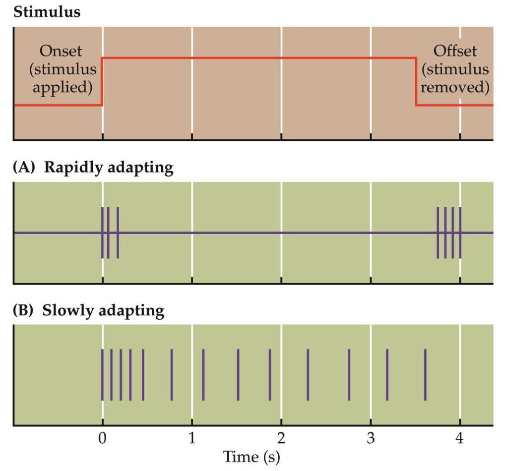 adaptacja adaptacja receptora może być użyta kodowania dynamiki bodźców w wielu systemach percepcyjnych występują dwa rodzaje receptorów RA (rapidly