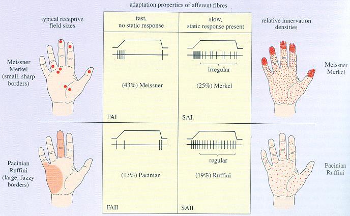 główne typy receptorów skórnych