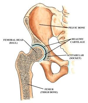 Stawy Staw biodrowy http://www.hss.