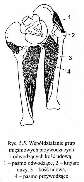 Staw biodrowy Zdaniem wielu autorów podstawowe znaczenie w obciążeniu stawu biodrowego mają: Mięśnie pośladkowe (gluteus), zwłaszcza dla obciążeń boczno-przyśrodkowego zginania, Mięsień dwugłowy uda,