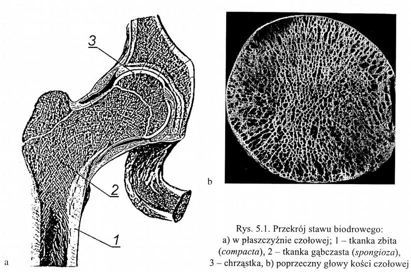 Staw biodrowy