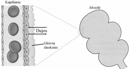 071IVU1 2007 M. IOLOGIJOS VLSTYINIO RNOS EGZMINO UŽUOTIS 5. Kurie teiginiai teisingai apibûdina nervinæ reguliacijà ir humoralinæ reguliacijà?