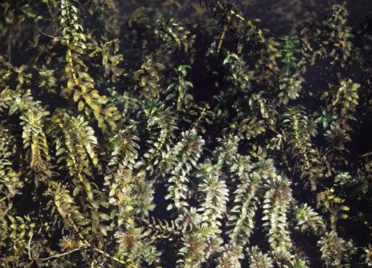 Niecierpek drobnokwiatowy przykład gatunku obcego w pełni zadomowionego w naszych lasach Moczarka kanadyjska pospolity gatunek wód eutroficznych liczby nasion czy