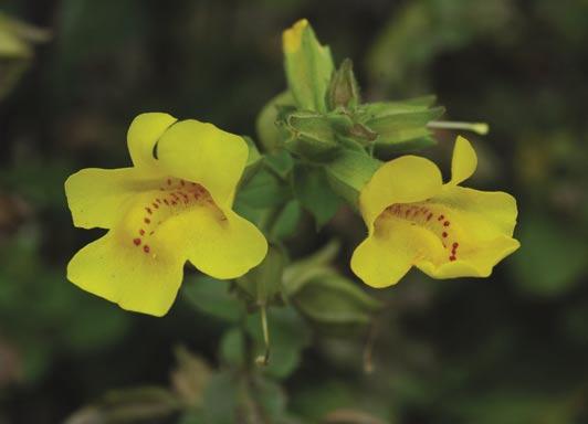 Kwiaty kroplika żółtego Taką drogą współcześnie rozprzestrzenia się, pochodzący z Azji, niecierpek gruczołowaty.