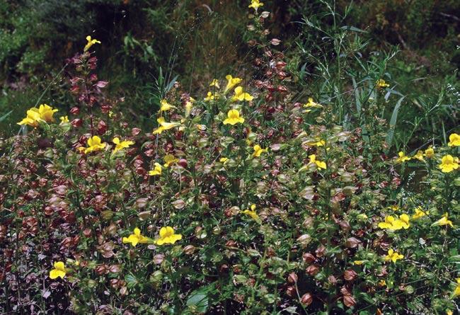 KROPLIK żółty Mimulus guttatus Kroplik żółty jest rośliną wieloletnią z rodziny trędownikowatych Scrophulariaceae.
